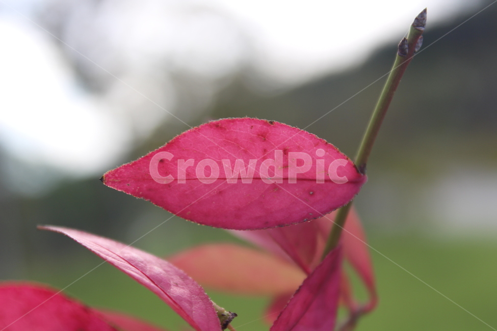 plant,식물,leaf,잎,단풍,가을,계절,fall,autumn,season,veins,정맥