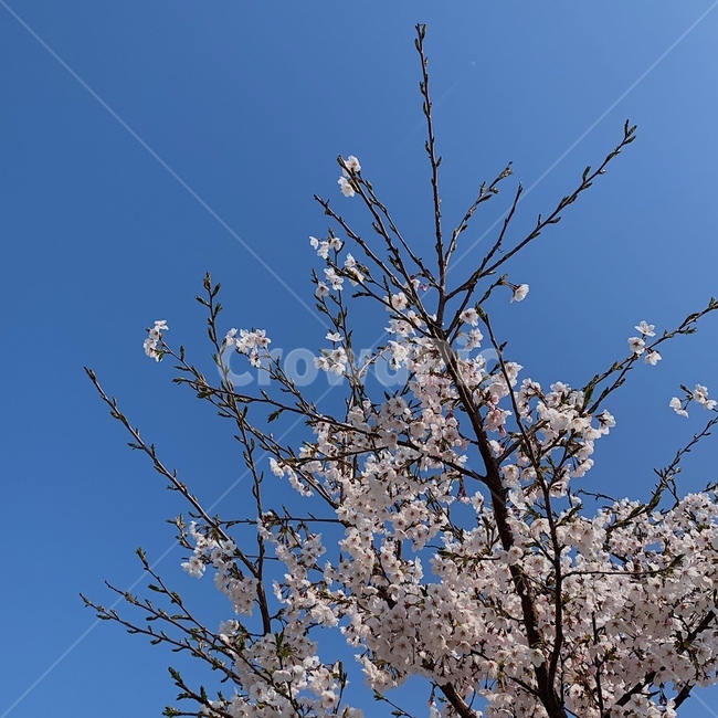 벚꽃,개화,만개,blossom,벚꽃나무