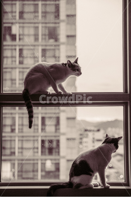 고양이,휴식,애완동물,여가,집,일상,동물,animal,포유류,mammal,고양이,cat,kitten,kitty,흑백,모노톤,monochrome,black and white