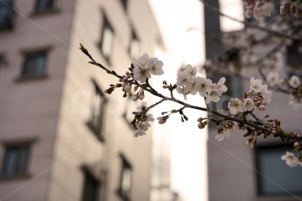 분위기,벚꽃,꽃,나들이,카페거리,카페,봄,봄나들이,봄꽃,계절,일상,화사,화이트,식물,자연,plants,nature,봄,계절,spring,season,꽃,flower,plant