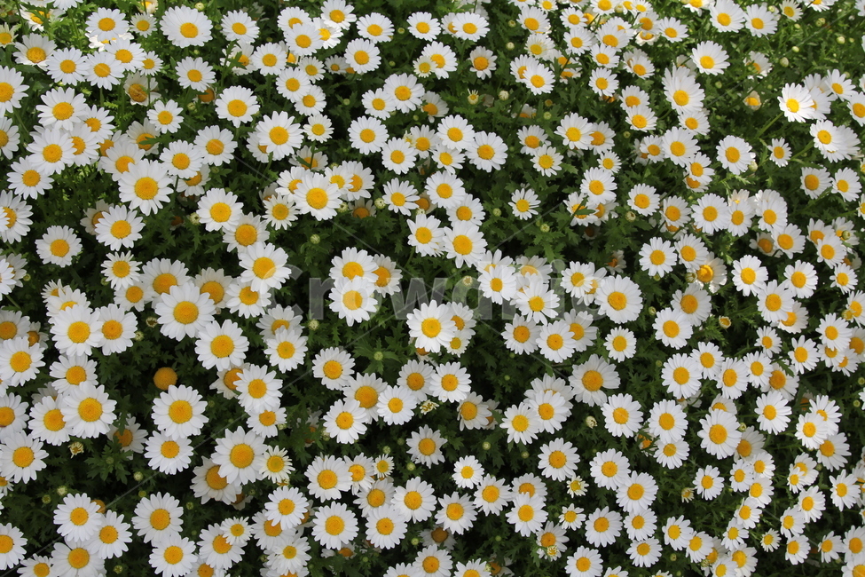 여름,가을,들꽃,꽃,플라워,wildflower,flower,summer,fall