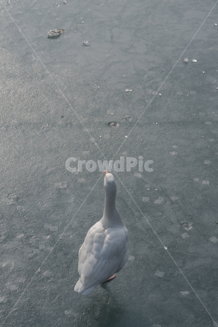 거위,빙판,얼음,호수,겨울,낮,한파,동물,animal,조류,새,birds