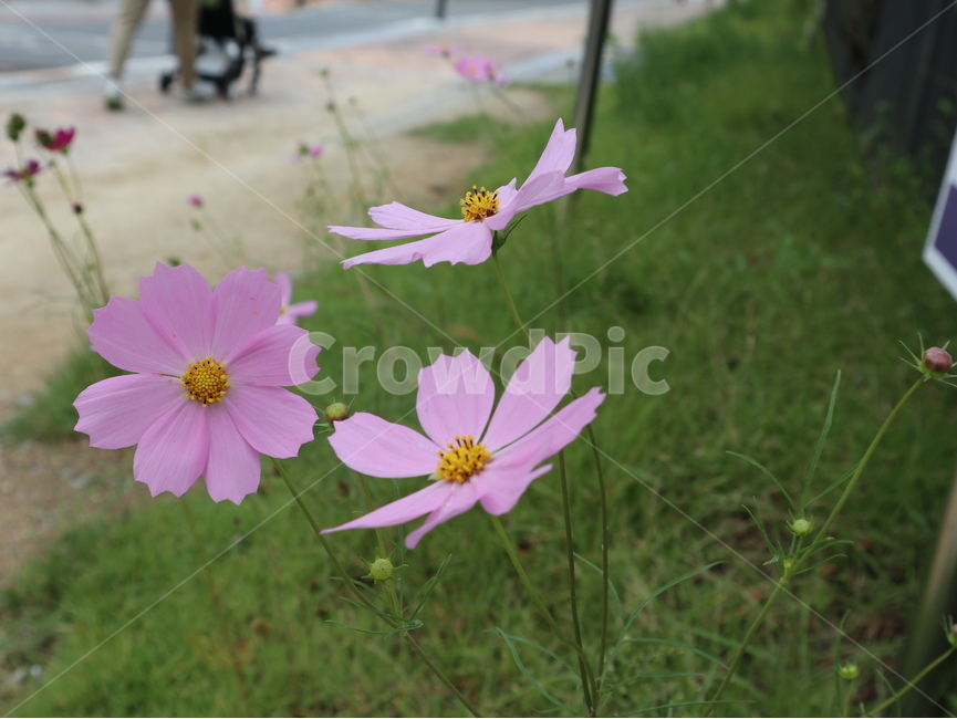 코스모스,꽃,flower,blossom,plant,식물,가을,가을,계절,fall,autumn,season,식물,자연,plants,nature,꽃,flower,petal,꽃잎