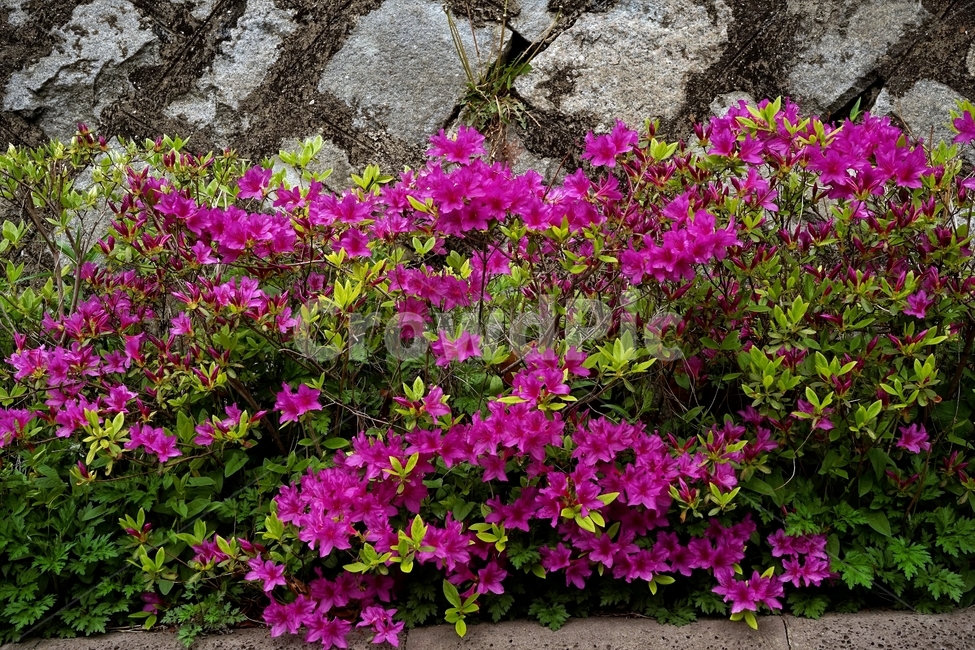 royalazalea,철쭉,진달래과,봄,계절꽃,짙은분홍색,식물