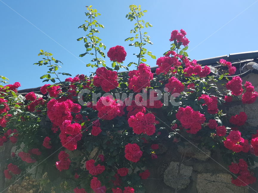 장미,rose,꽃,봄,담장