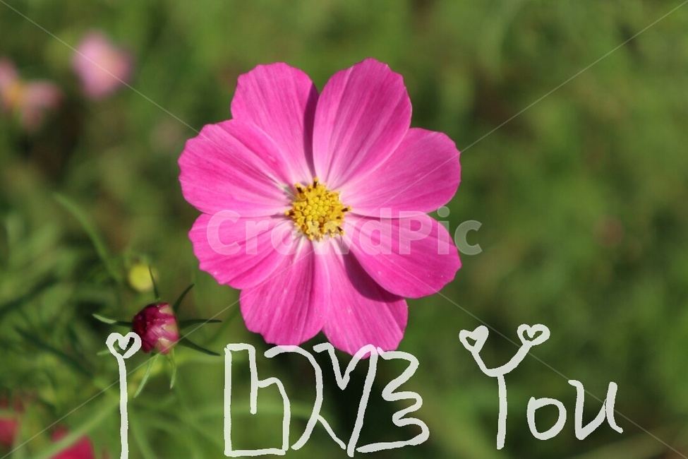 꽃,러브,사랑,캘리그라피,영어,식물,자연,plants,nature,꽃,flower,캘리그라피,손글씨,calligraphy
