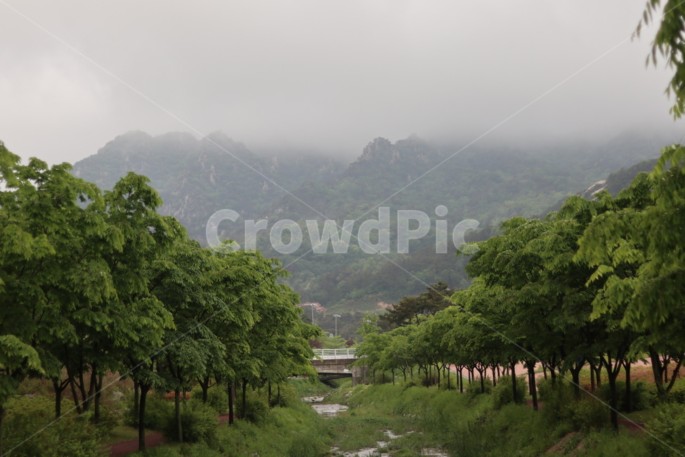 용봉산,구름,비,나무,봄,흐림,자연,풍경,nature,landscape,한국자연풍경,한국자연경관,korea nature landscape,outdoors,옥외