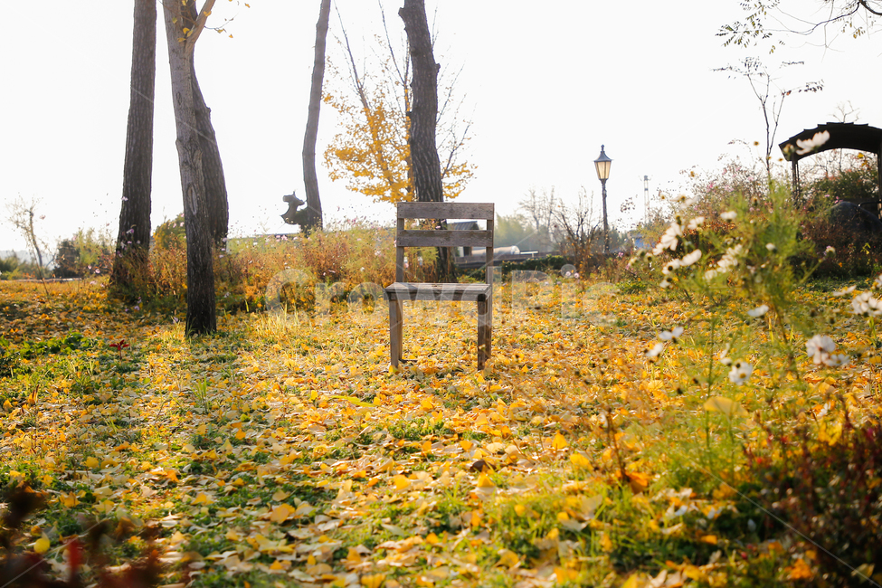 의자,나무의자,가을풍경,가을의자,교실의자,낙엽,가을,계절,fall,autumn,season,자연,풍경,nature,landscape,outdoors,옥외