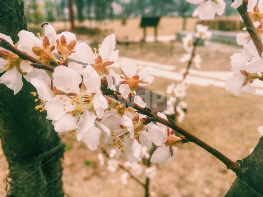 꽃,흰색,흰꽃,봄,감성사진,sensitivity,flower,white,spring,korea,east,tree,ants,봄,계절,spring,season,식물,자연,plants,nature,꽃,flower,감성,sensible,feeling,plant