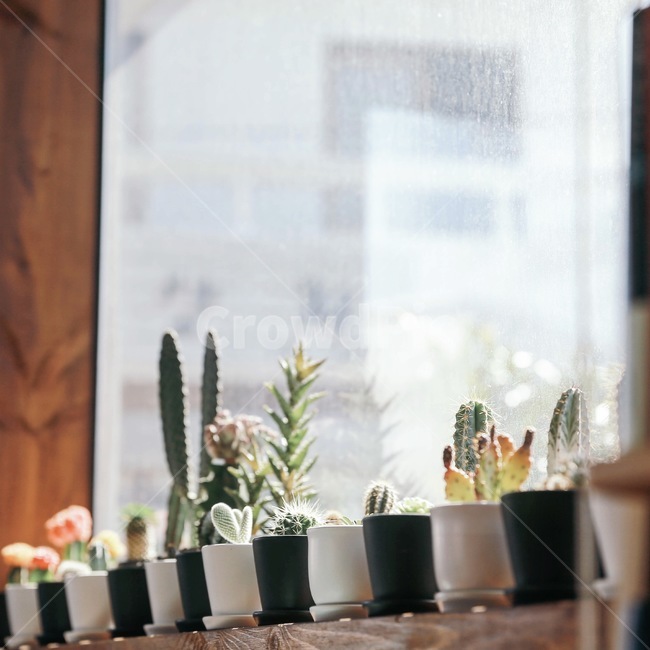 선인장,화분,나란히,귀여운,미니,카페,감성,오후,실내용화초,화분,화초,house plant,감성,sensible,feeling