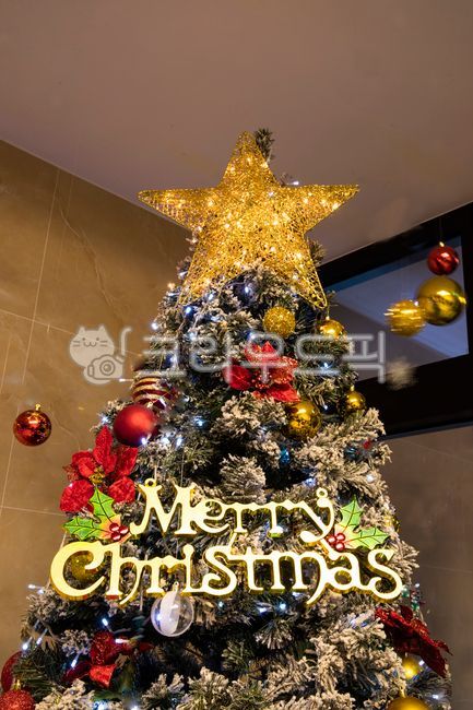 크리스마스,트리,성탄,겨울이야기,겨울,크리스마스장식,크리스마스트리나무,크리스마스장식소품,방울,별,선물,선물상자,리본,미니전구,전구,조명,실내조명,크리스마스트리,장식,나무,식물,메리크리스마스,merrchristmas,christmas,tree,christmastree,poinsettia,flower,flowerdecoration,ohristmasdecoration,winter,winterstory,christmasdecoration,star,gift,giftbox,bell,bulb,light,indoorlilghting,ribbon,plant,lesf,메리크리스마스,성탄절,merry christmas