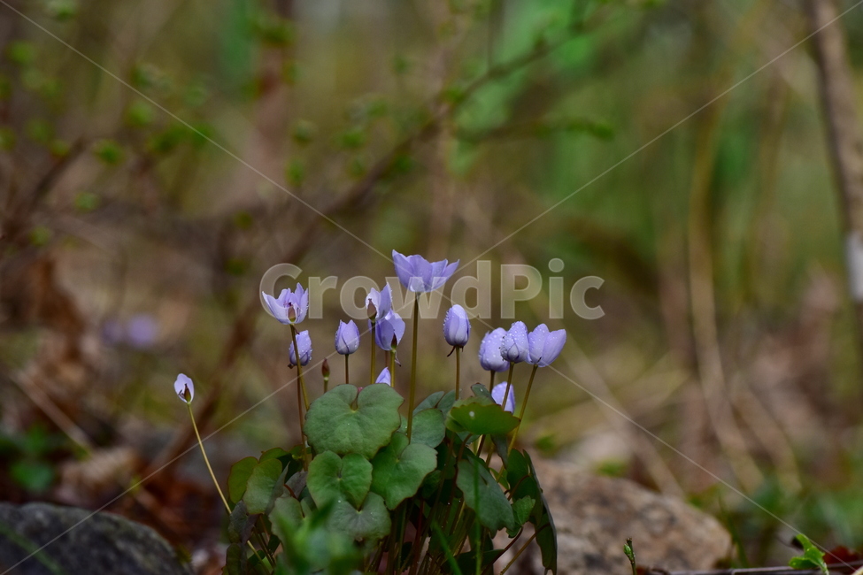 깽깽이풀,야생화,봄,꽃,풀꽃,자연,식물,식생,plants,nature,spring,season,flower
