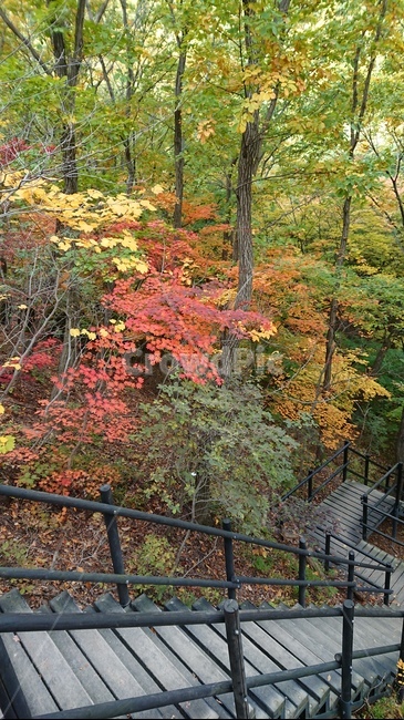 plant,식물,단풍,가을,나무,가을,계절,fall,autumn,season,leaf,잎,tree,maple