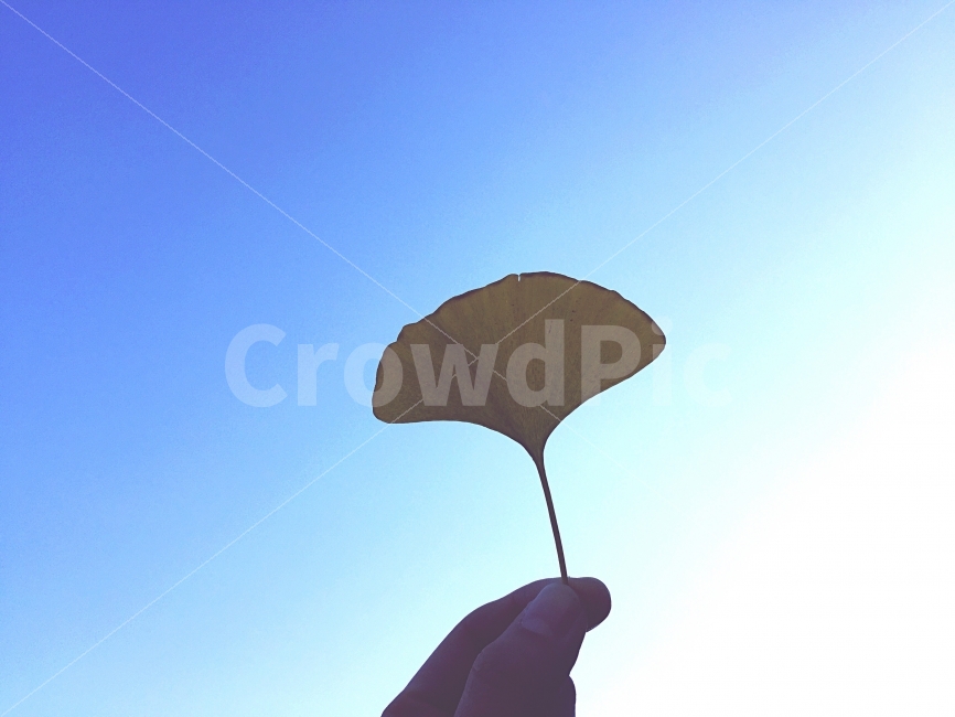 가을,은행,한국,감성사진,사진,추억,자연,환경,fall,autumn,photo,sky,가을,계절,fall,autumn,season,식물,자연,plants,nature,사람,인물,인간,human,person,신체일부,몸,body
