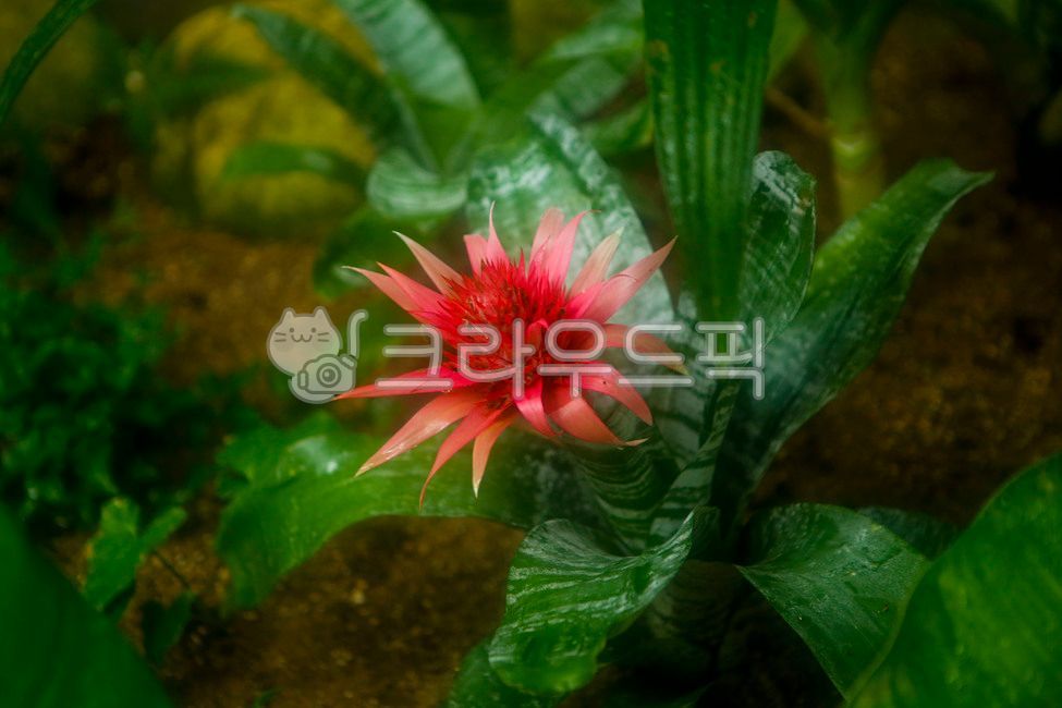 서울숲,식물원,곤충식물원,식물,꽃,온실,에크메아,plant,flower,greenhouse