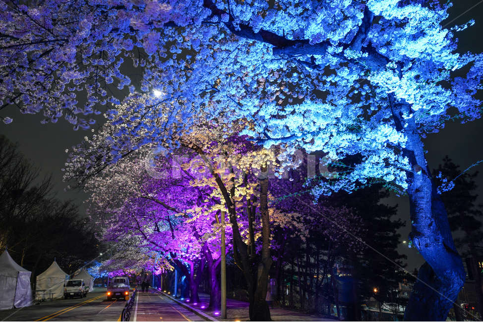 여의도,윤중로,벚꽃축제,벚꽃길,벚꽃,CherryBlossom,야경,야화,nightview,natural,landscape,식물,봄,배경,자연,서울벚꽃,서울명소,힐링,spring,하얀꽃,splendor,화사,flowers,나무,trees,wood,축제,봄,계절,spring,season,야경,밤,풍경,nightscape,night,landscape,도시,city,한국도시풍경,한국도시경관,korea cityscape,path,통로