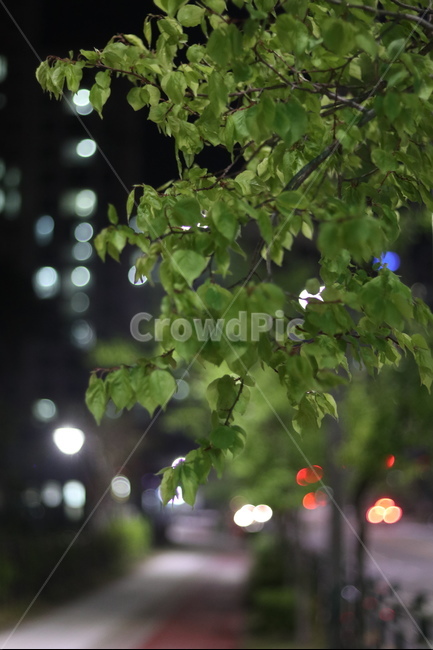 야경,잎,나무,푸르름,봄,밤,불,야경,밤,풍경,nightscape,night,landscape,식물,자연,plants,nature,plant,leaf
