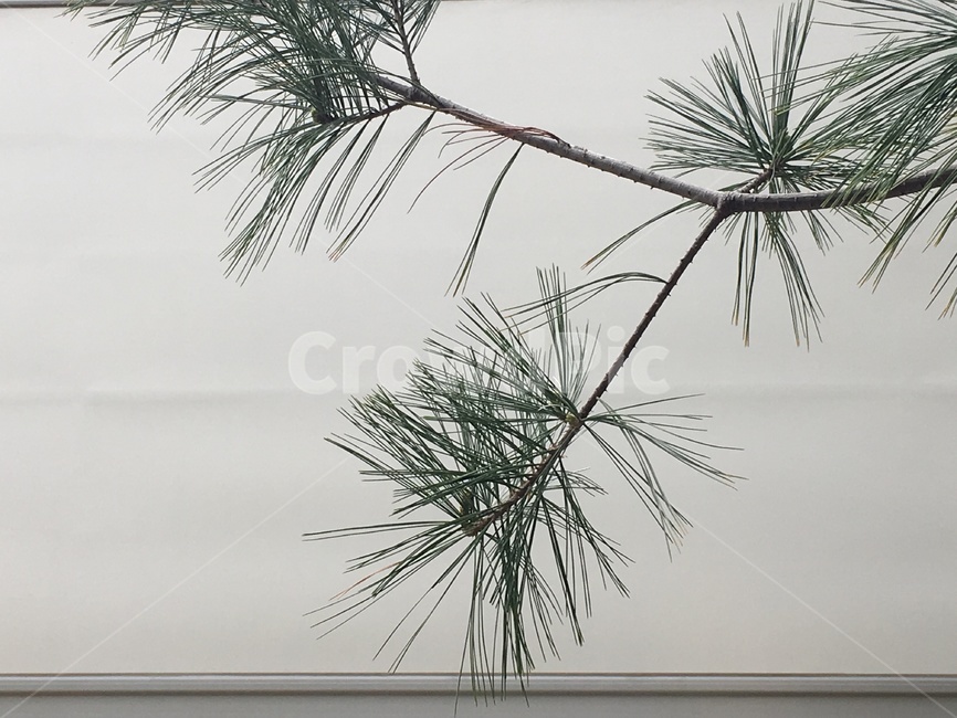 tree,나무,소나무,가시,초록색,식물,자연,plants,nature,나무,trees,wood