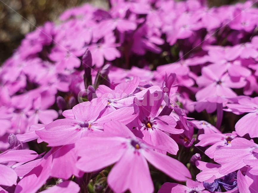 꽃,봄,식물,자연flower,blossom,plant