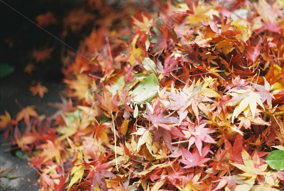 낙엽,단풍잎,가을,색,낙화,가을,계절,fall,autumn,season,감성,sensible,feeling,plant,식물,leaf,잎,tree,나무,maple,단풍