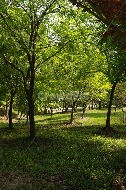 나무,식물,plants,nature,빛,초록,color,잎,숲,식물,자연,plants,nature,나무,trees,wood
