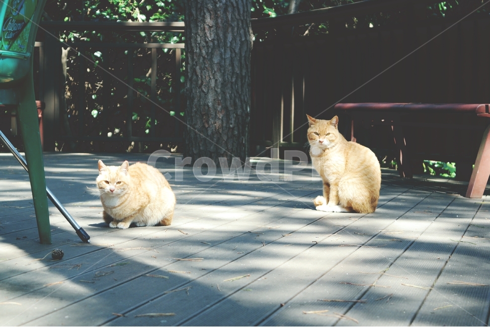 고양이,길고양이,길냥이,노랑둥이,노랑태비,cat,동물,animal