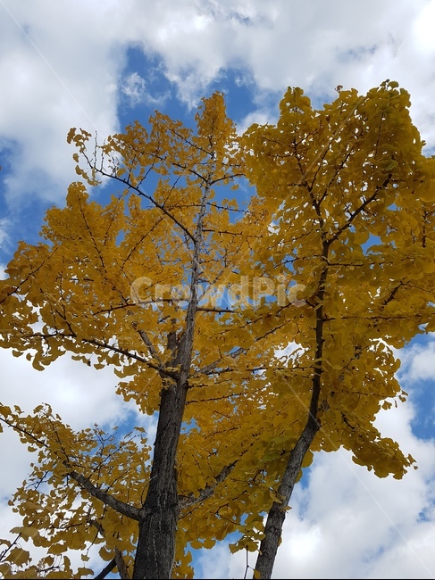 나무,하늘,가을,단풍나무,단풍,가을,계절,fall,autumn,season,자연,풍경,nature,landscape,tree,plant,식물,tree trunk,나무 줄기