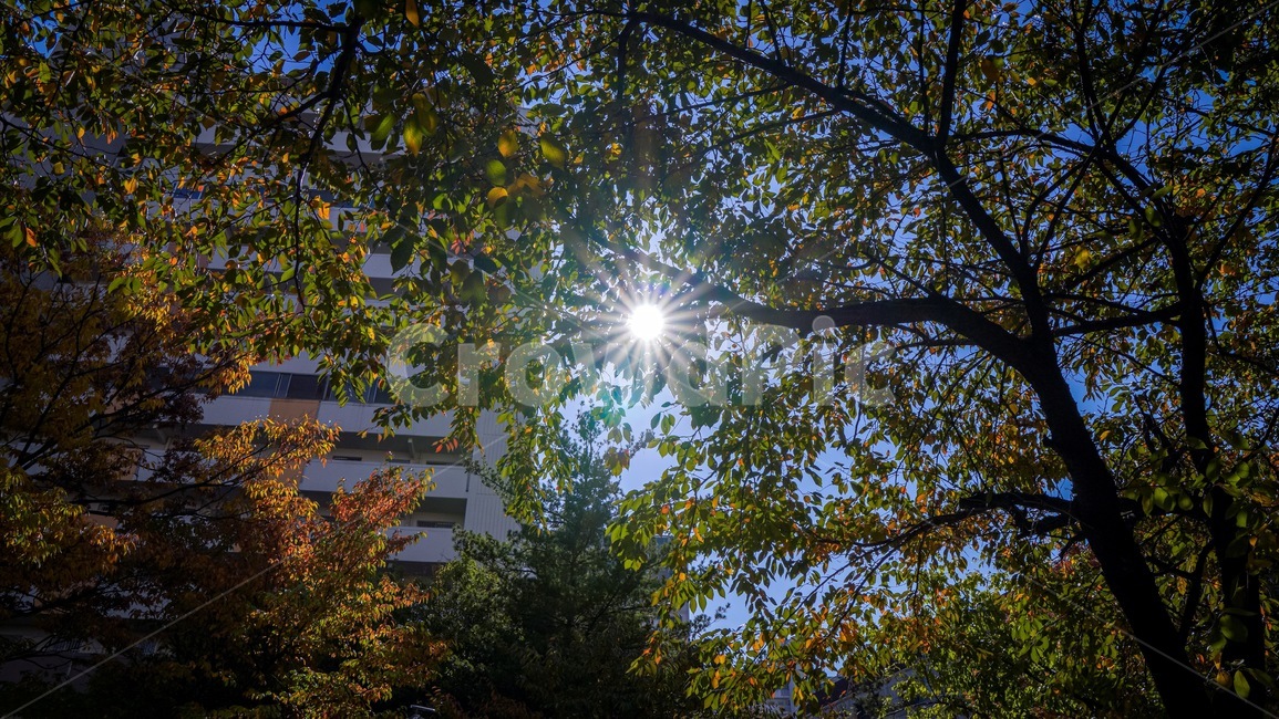 태양,sun,하늘,가을,나무,light,빛,flare,플레어,tree,sky,식물,자연,plants,nature,나무,trees,wood