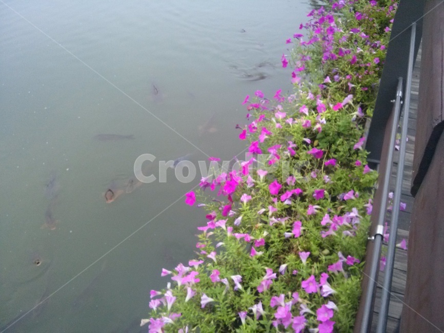 꽃,flower,물고기,fish,goldfish,평화,peace