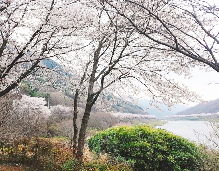 하동벚꽃길,벚꽃,봄꽃,벚꽃길,화개장터벚꽃길,벚꽃나무