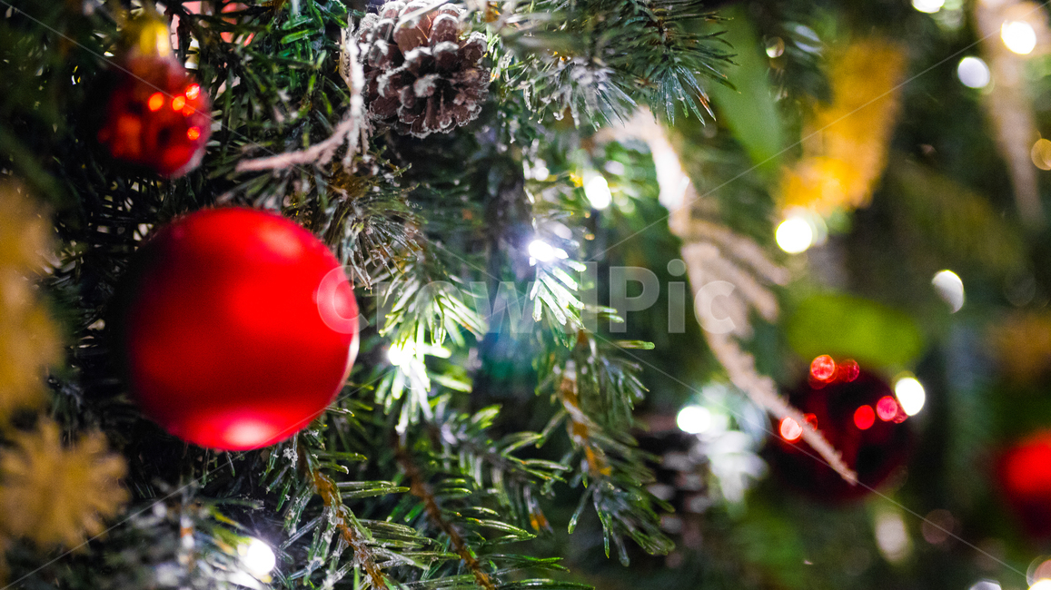 tree,나무,plant,식물,크리스마스,장식,메리크리스마스,성탄절,merry christmas,사물,물건,오브젝트,thing,object,matter