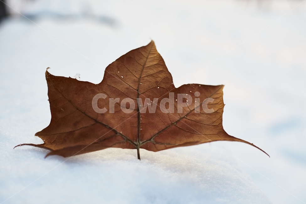 낙엽,눈,겨울,백그라운드,나뭇잎,겨울,계절,winter,season