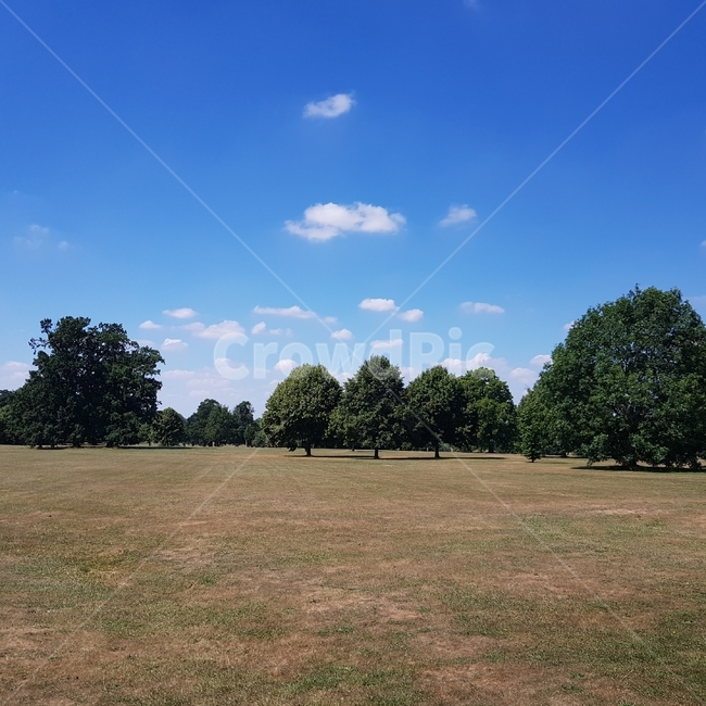 plant,식물,grass,잔디,outdoors,옥외,nature,자연,풍경,scenery,tree,나무