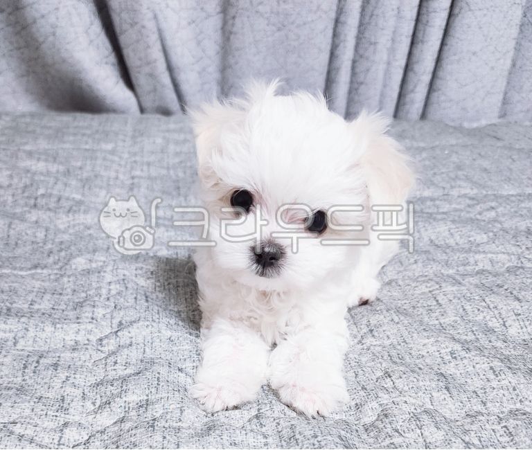 puppy,강아지,개,아기강아지,새끼강아지,초소형강아지,귀여운강아지,하얀색강아지,강아지분양,3개월강아지,애완동물,dog,pet,whitedog,animal,포유류,mammal,말티즈,반려견