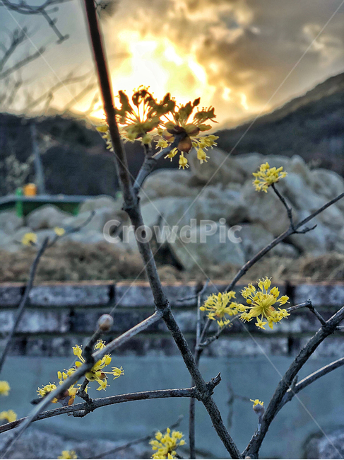 light,빛,flare,플레어,산수유,석양,저녁,산수유꽃,음영,tree,나무,plant,식물