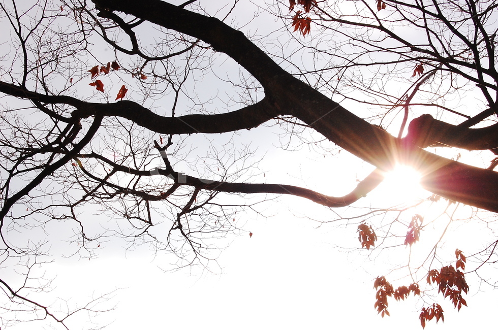겨울,나무,빛,햇볕,낙엽,겨울나무,가을,계절,fall,autumn,season,식물,자연,plants,nature,나무,trees,wood,light,flare,플레어,tree,plant