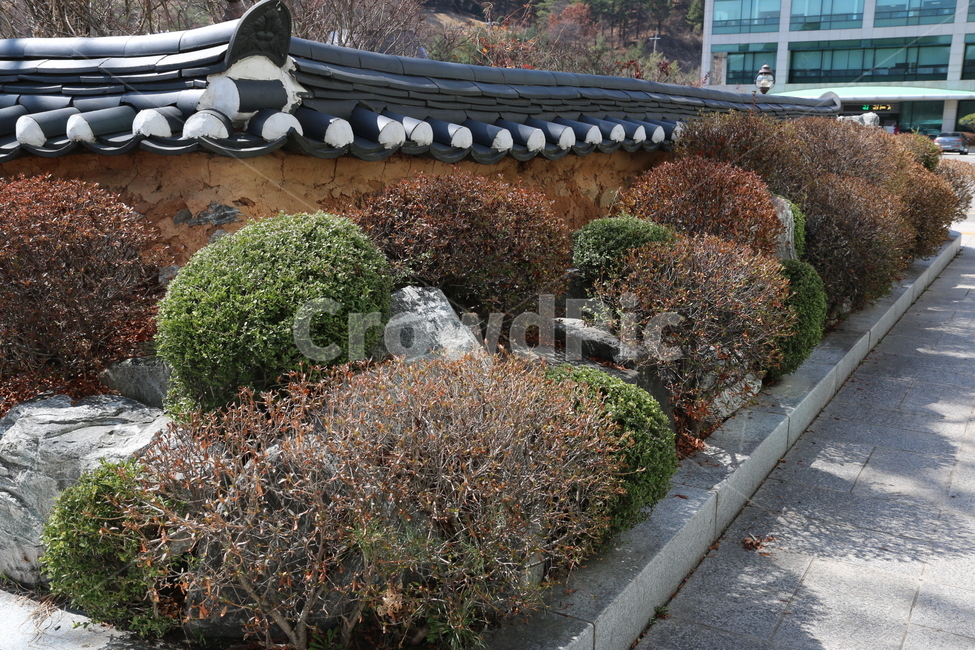 화단,식물,푸른,초록,정원,도심,공원,산책,화창한,시청,시흥,담벼락,장소,경기도,한국전통,한국문화,korean traditional,korean culture,식물,자연,plants,nature