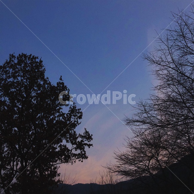 하늘,노을,나무,sky,tree
