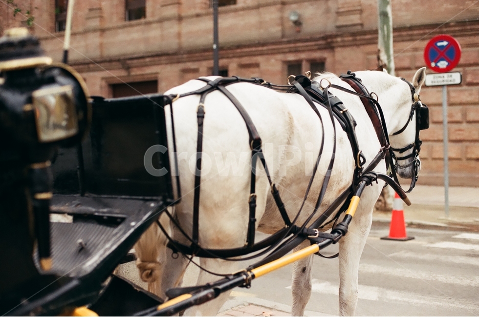 동물,말,마차,백마,horse,carriage,포유류,스페인,해외,외국,세계,세계풍경,도시,감성,감정,spain,landscape,world,feeling,emotion,해외,외국,세계,foreign,oversea,world,동물,animal,포유류,mammal,감성,sensible,feeling,교통,교통수단,traffic,transportation