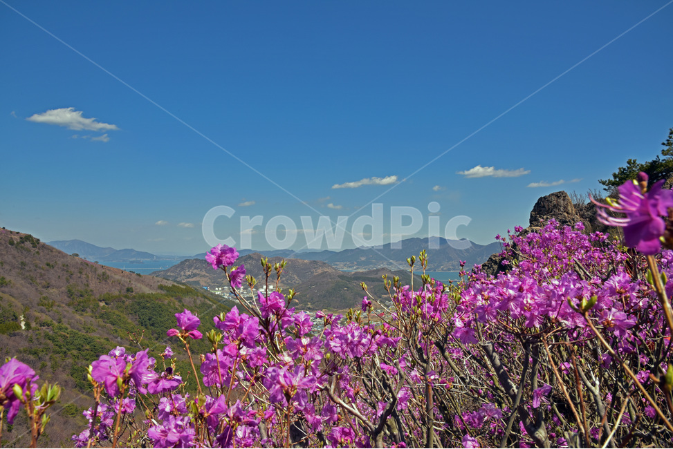 진달래,koreanrose,참꽃,두견화,만산홍,분홍색,봄,야생화,자연,풍경,nature,landscape,식물,plants,꽃,flower,blossom,geranium,제라늄,plant