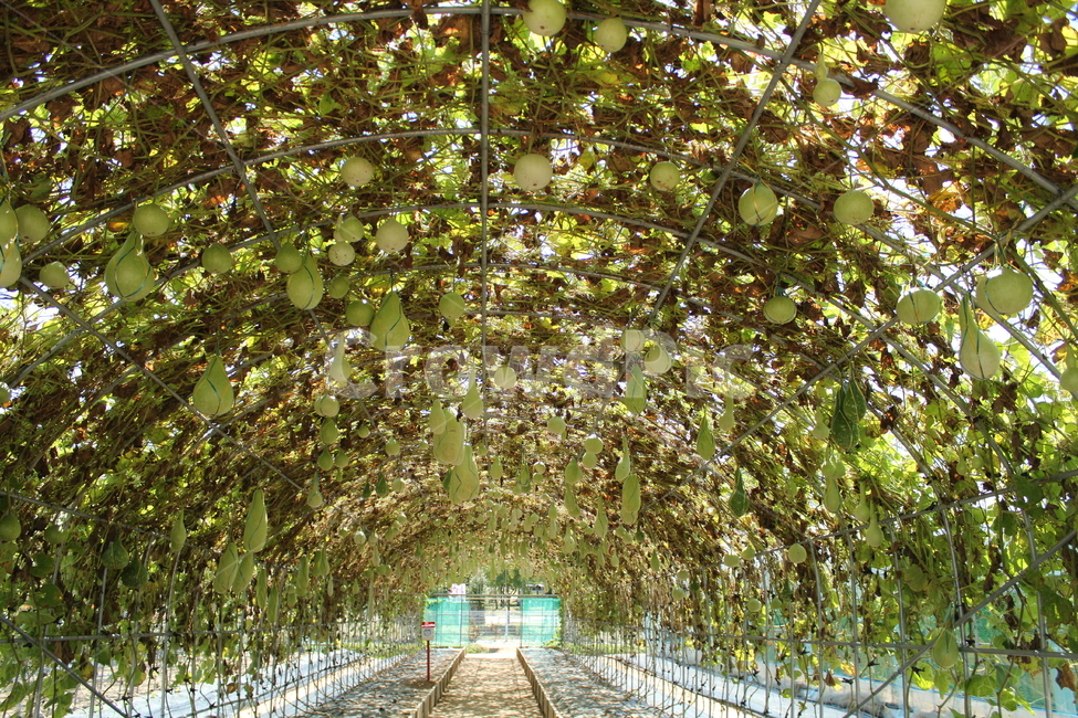 조롱박,garden,정원,outdoors,옥외,arbour,정자,porch,축제장