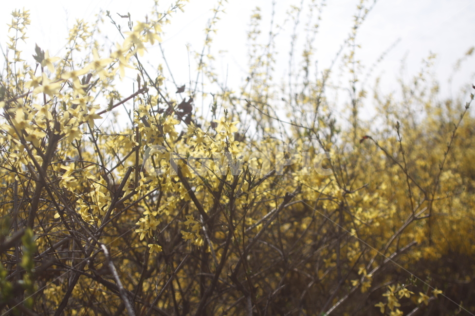 봄,꽃,개나리,nature,노랑,계절,날씨,빛
