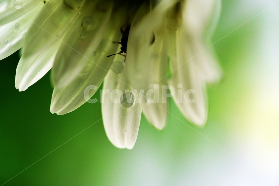 dewdrop,waterdrop,dropofwater,spring flowers,spring,shastadaisy,bugs,affix,dew,Shasta Daisy,insect,daisy,macro,close up,nature,flower,water drop,closeup,bug,Dew,plant