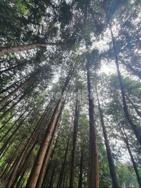 나무,나뭇잎,식물,힐링타임,편백숲,자연,풍경,nature,landscape