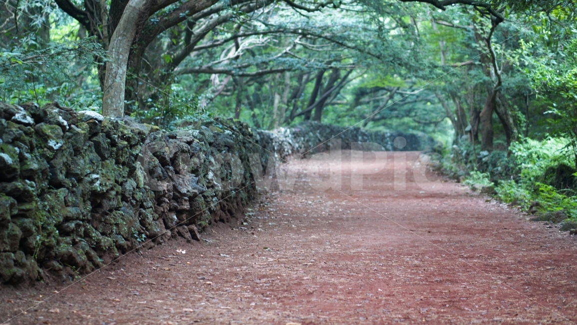여행,travel,여행사진,국내여행,혼자여행,사진,배경사진,배경,이쁜사진,색감,색감좋은사진,제주도,제주도여행,제주,비자림,돌담,돌담길,감성,자연,풍경,nature,landscape,제주도,jeju,jeju island,arbour,정자,outdoors,옥외,garden,정원