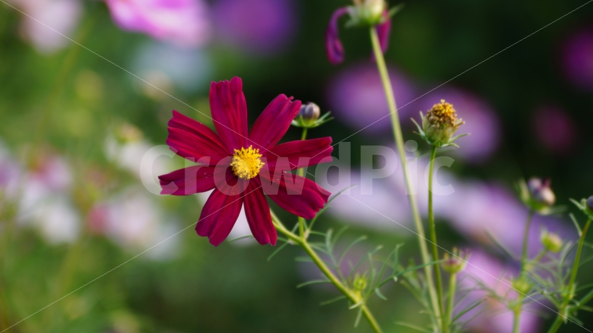 코스모스,가을,꽃,꽃사진,식물,가을,계절,fall,autumn,season,식물,자연,plants,nature,꽃,flower,plant