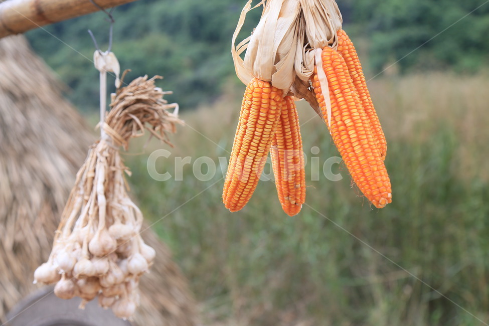 plant,식물,vegetable,야채,food,음식,corn,옥수수,채소,야채,vegetables