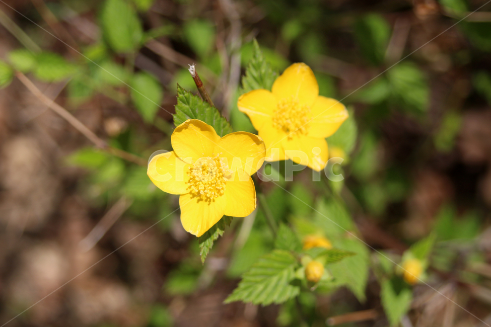 봄,꽃,봄꽃,노란,야생화,봄,계절,spring,season,식물,자연,plants,nature,꽃,flower,plant,anemone,아네모네,blossom