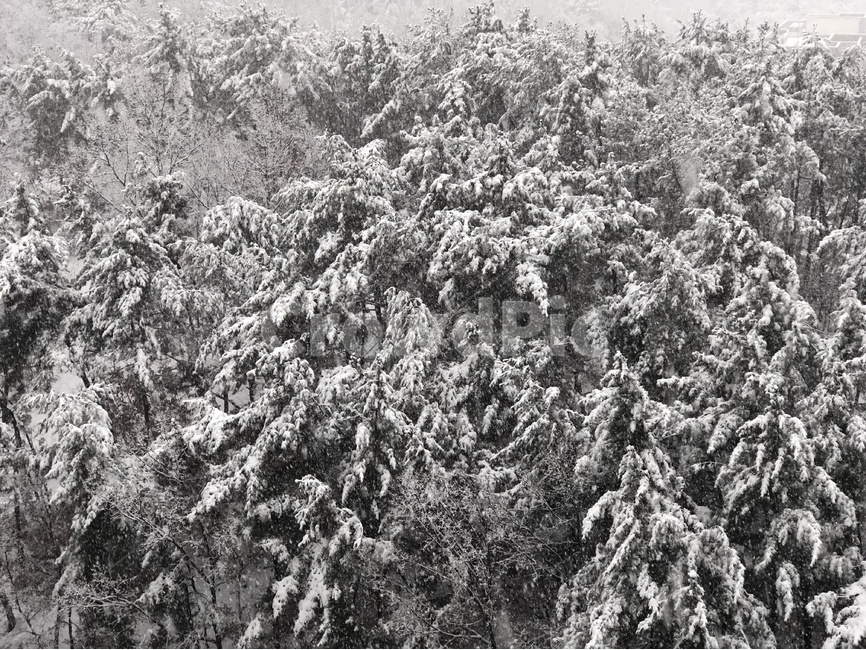 눈,나무,겨울,풍경,snow,겨울,계절,winter,season,자연,풍경,nature,landscape,outdoors,옥외,frost,서리