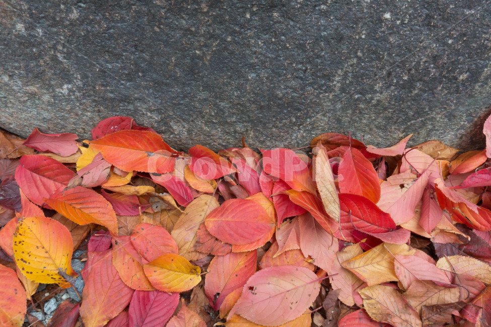 낙엽,가을,계절,자연색상,자연,배경,잎,가을,계절,fall,autumn,season,식물,자연,plants,nature